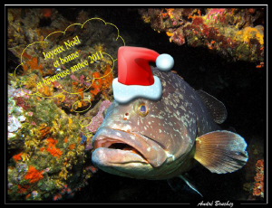merry christmas! by André Bruchez 